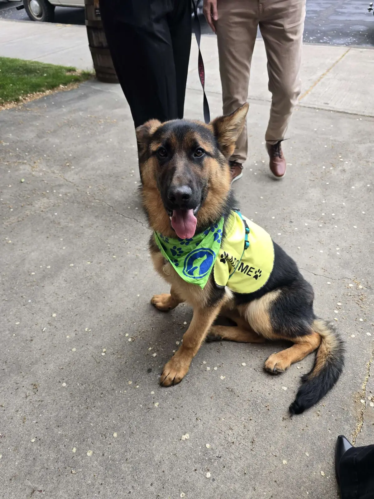 A German Shepherd in a green bandana looking up at the camera